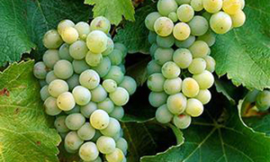 Sauvignon Blanc