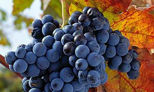 Tempranillo